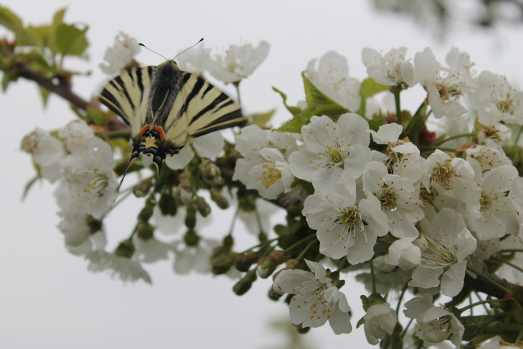 IMG 7399 1024x683