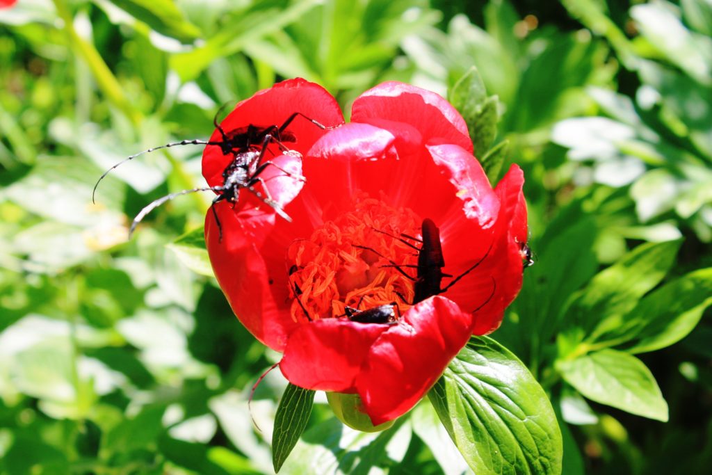 IMG 0278 1024x683