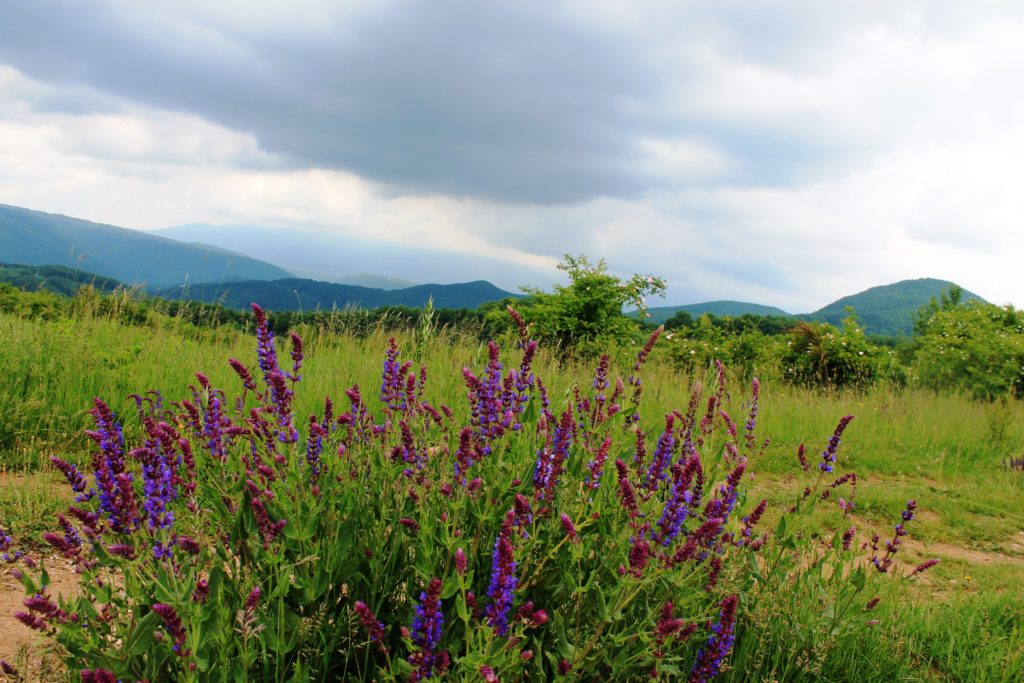IMG 0901 1024x683