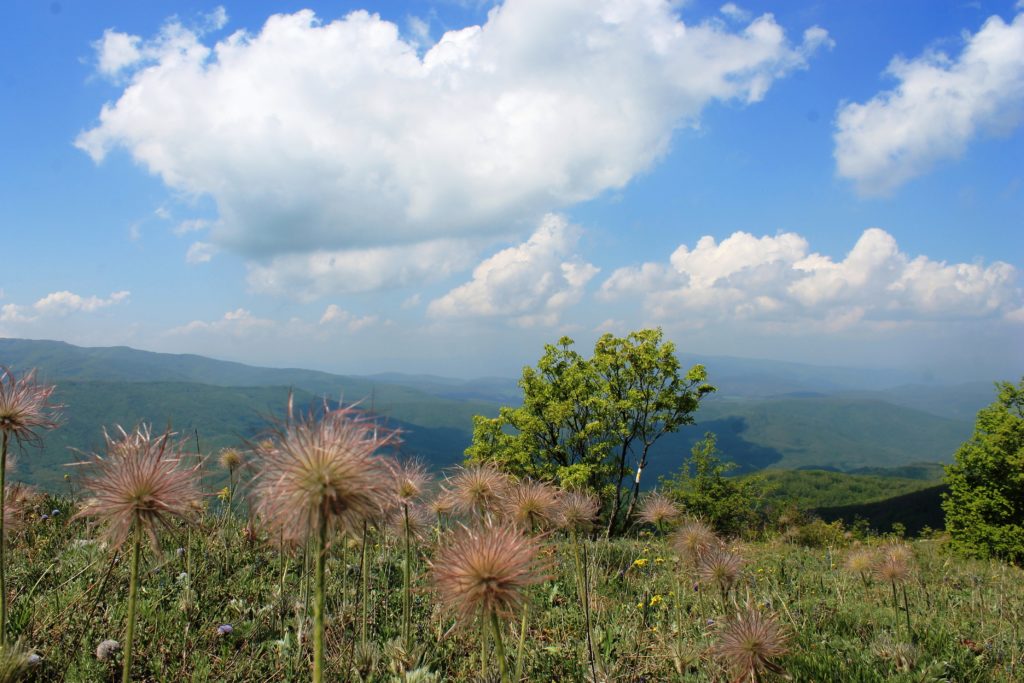 IMG 8495 1024x683