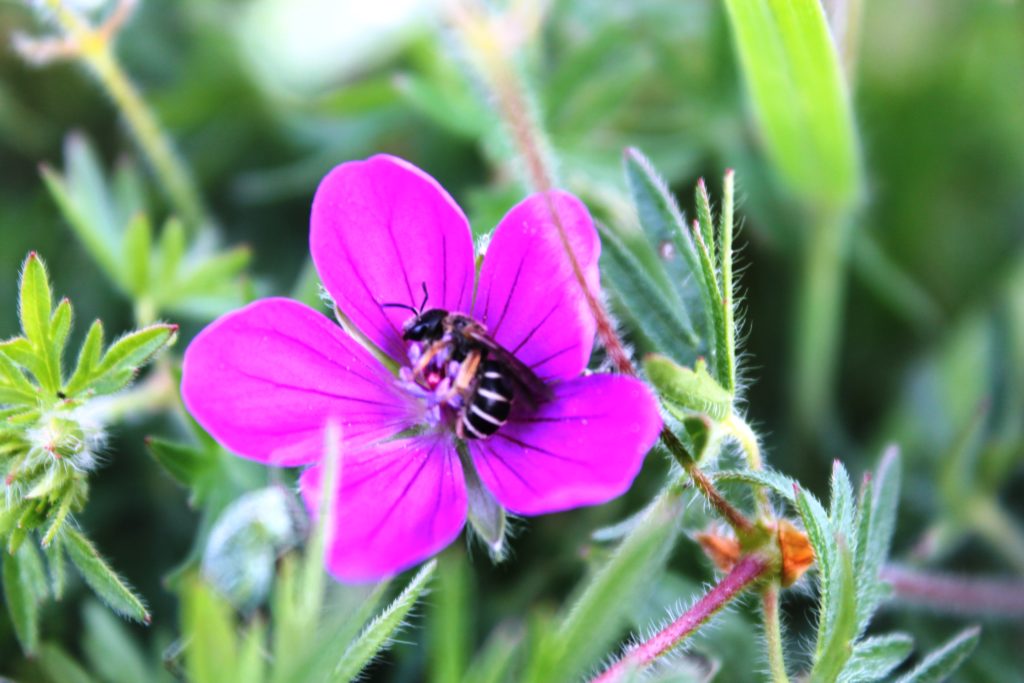 IMG 9812 1024x683