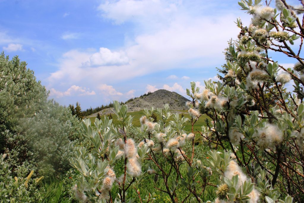 IMG 2171 1024x683